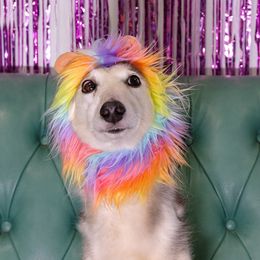 Taro - Silken Windhound
