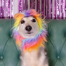 Taro - Silken Windhound