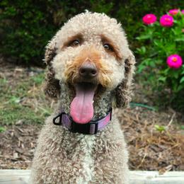 Luna - Labradoodle