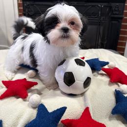 Betsy - Black and white female Shichon puppy in Newington, Connecticut from Burton Creek Puppies