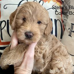 Bernedoodles and Goldendoodles from JP Southern Doodles