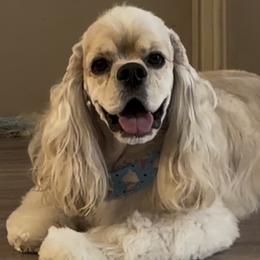 Bolt - Cocker Spaniel