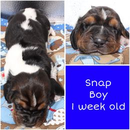Snap - Black white and brown male Basset Hound puppy in Jacksboro, Texas from Basset Hounds of Jacksboro, Tx