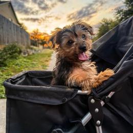 Lincoln - Parti male Yorkshire Terrier puppy in San Antonio, Texas from Luna's Treasures