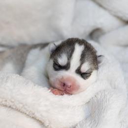 Siberian Husky Puppies from North River Siberians