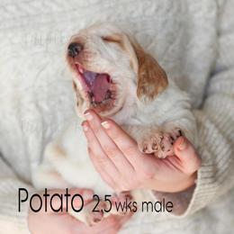Potato - Red and white male Basset Hound puppy in Jefferson City, Missouri from Triple Hill Farm