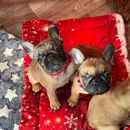 Red girl - Fawn female French Bulldog puppy in Berea, Kentucky from Bully Life Farms