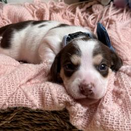 Cupid - Piebald male Dachshund puppy in Fayetteville, West Virginia from Loop Creek Dachshunds