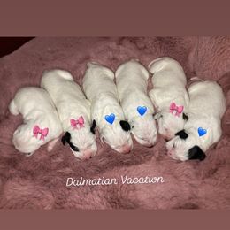 Dalmatian puppies from Dalmatian Vacation