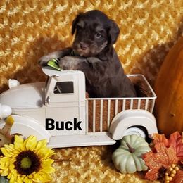 Buck - Miniature Schnauzer puppy in Vernal, Utah from High Uinta Schnauzers