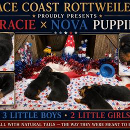 Girl 1 - Black and mahogany female Rottweiler puppy in Cocoa, Florida from Space Coast Rottweilers