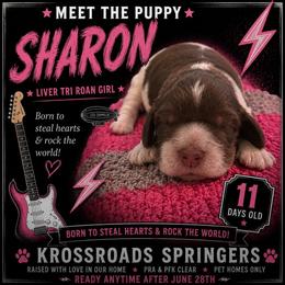 Sharon - Tri-Roan female English Springer Spaniel puppy in Cookeville, Tennessee from Krossroads Kennel