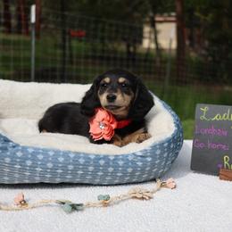 Lady (Pink collar) - Black and cream female Dachshund puppy in Prospect, Oregon from Spunky Sausage Pups