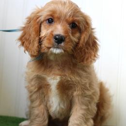Thyme - Red male Cavapoo puppy in Springtown, Texas from North Texas Puppies