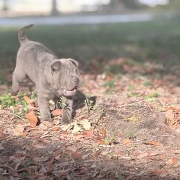 Witt - Blue male Chinese Shar-Pei puppy in Lehigh Acres, Florida from Florida Wrinkles