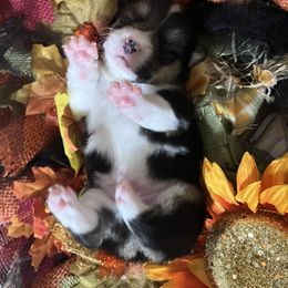 American Corgi and Pembroke Welsh Corgi Puppies from Cascadian Space Coast Corgis LLC