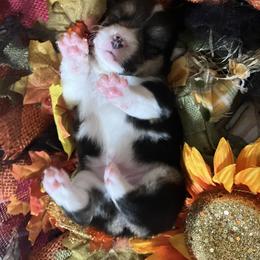 American Corgi and Pembroke Welsh Corgi Puppies from Cascadian Space Coast Corgis LLC