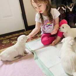 West Highland White Terrier Puppies from Haseleu Westies