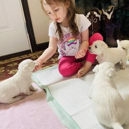 West Highland White Terrier Puppies from Haseleu Westies
