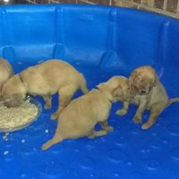 Golden Retriever Puppies from Gingersnap Golden Retrievers