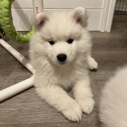 American Eskimo Dog Puppies from Northland Sky Eskies