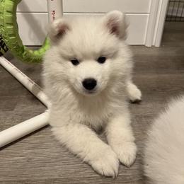 American Eskimo Dog Puppies from Northland Sky Eskies