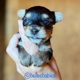 Boy 1 - Yorkshire Terrier puppy from Belle's Yorkie Babies
