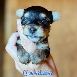 Boy 1 - Yorkshire Terrier puppy from Belle's Yorkie Babies