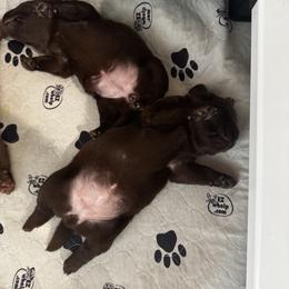 Labrador Retriever Puppies from Enchanted Garden Labradors