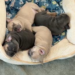 French Bulldog Puppies from Foster Lake Frenchies