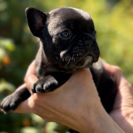 Boy 1 - French Bulldog puppy from Deolin