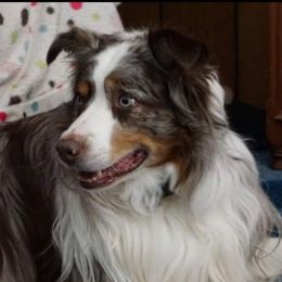 Yogi - Australian Shepherd