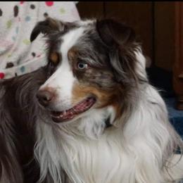 Yogi - Australian Shepherd