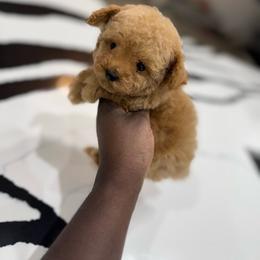 Apollo - Apricot male Poodle puppy in Texas from Zoway's Poodles