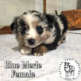 Vanessa - Blue merle female Toy Australian Shepherd puppy in Jaroso, Colorado from Heaven Sent Aussies