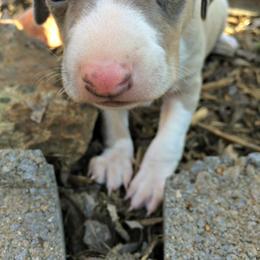 Italian Greyhound Puppies from Kentucky Greyhounds