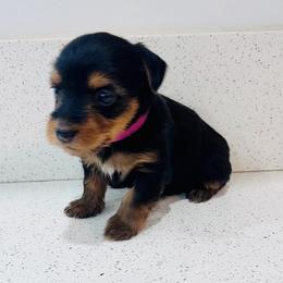 Pink - Black and gold female Yorkshire Terrier puppy in Bakersfield, California from Erika's Yorkshire Terriers