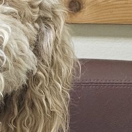 Goldendoodle All Grown Up from SS Goldendoodles