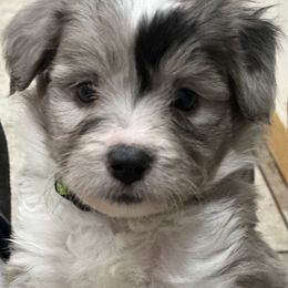 Aussiedoodle, Bordoodle, and Goldendoodle Puppies from Korbella Farm