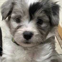 Aussiedoodle, Bordoodle, and Goldendoodle Puppies from Korbella Farm