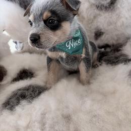 Hampshire - Blue speckled male Australian Cattle Dog puppy in Pierpont, Ohio from Spotted Ewe ACDs