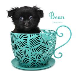 Bean (Formerly RoxAnne) - Black female Mi-Ki puppy in Elizabeth, Colorado from Royal T Mi-Kis