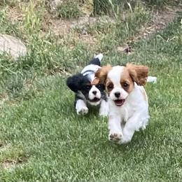 Cavalier King Charles Spaniel Puppies from Snowtrain Cavaliers