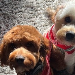 Cavapoos from Puppylove for Doodles