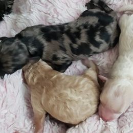 Cockapoos from Jessica's Pups