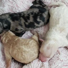 Cockapoos from Jessica's Pups