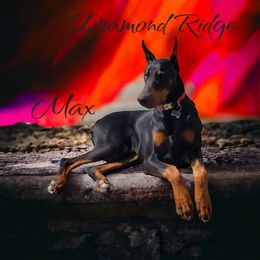 Max - Doberman Pinscher