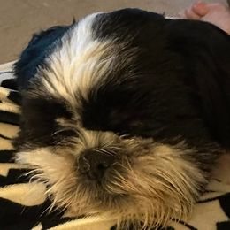Shih Tzus and Shorkies from Treasa's Pups
