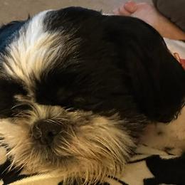 Shih Tzus and Shorkies from Treasa's Pups