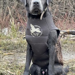 Dilute Retriever and Labrador Retriever Puppies from SmoKy Hills Labradors